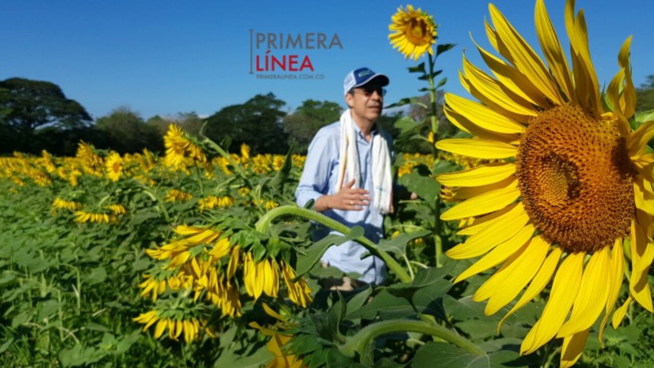 El cultivo de girasoles que es tendencia y crece en Valledupar - Primera  Linea
